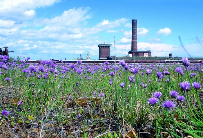 Halle14_Dach_Bertram Schultze_2008